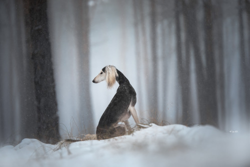 HazelLook at her paws. &lt;3Able to run 70 km/h (43 mph)&lt;And what a winter we have here. SNOW!!! 