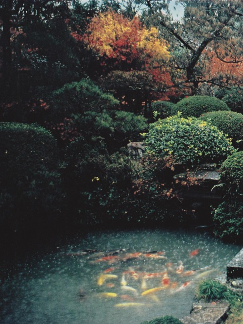 retrospectia:  Koi Pond in Hagi, Japan - National Geographic magazine, June 1984