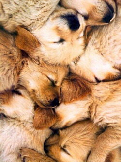 drxgonfly:  Puppy’s puppy’s (by Blayklee) 