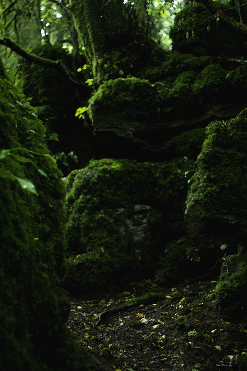 garettphotography:Eternal Moss | GarettPhotography