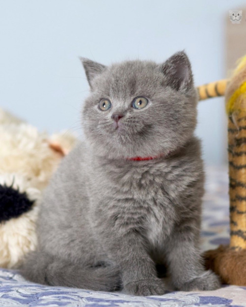 Фото породы Британская короткошерстная кошка