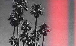 missdelrey:  Palm trees in black and whitelast thing I saw before I died 