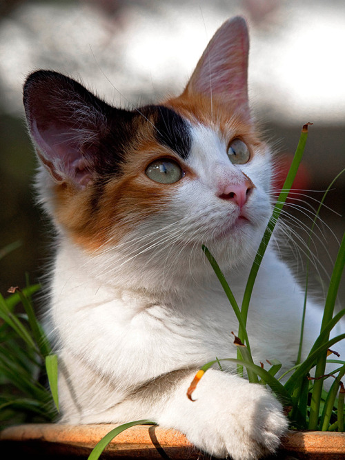 llbwwb:  Time for Animal Hour:) Belle, momentarily distracted by aircraft flying overhead (by arifaqmal) 