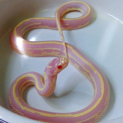snoots-and-boops:Baby Kos!
