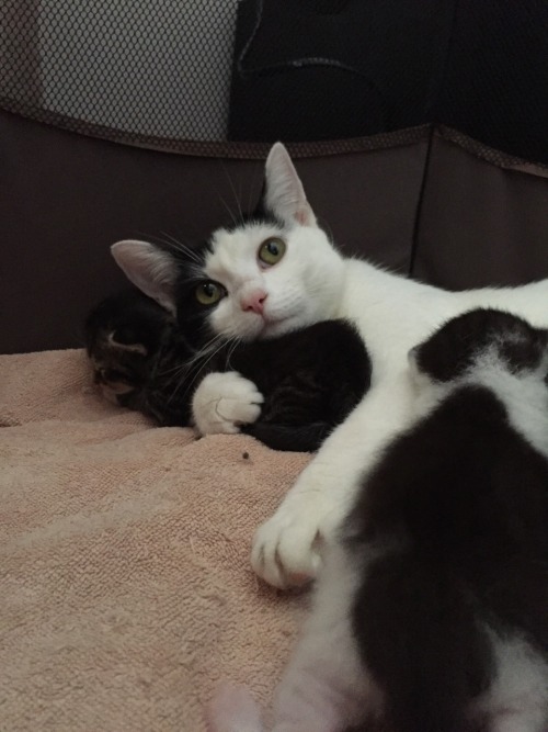 kittencashman: Tuna loves her babies