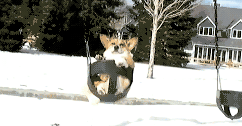 aplacetolovedogs:  Doggies In Motion more gifs…