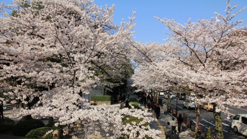 visitkyoto: todayintokyo: Take a walk with me along Chidorigafuchi in Tokyo.  Kyoto comes usual