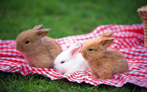 thebabyanimals:  beautiful blog full of baby animals!