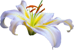 transparent-flowers:  Lily. Lilium sargentiae. 