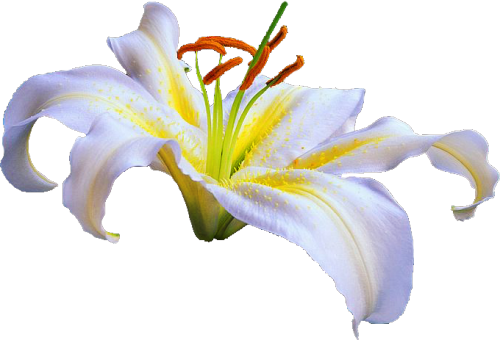 Porn Pics transparent-flowers:  Lily. Lilium sargentiae.
