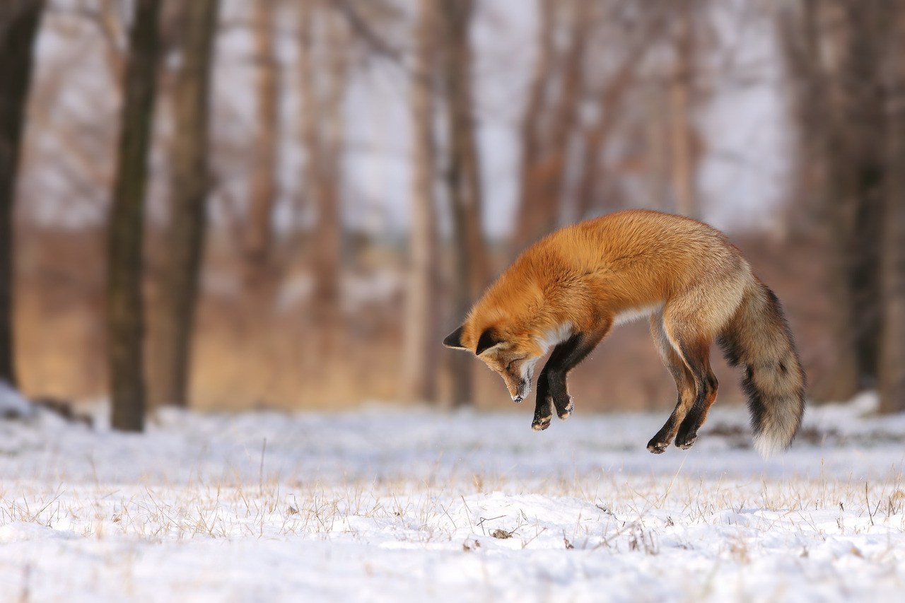 everythingfox:Denis Dumoulin