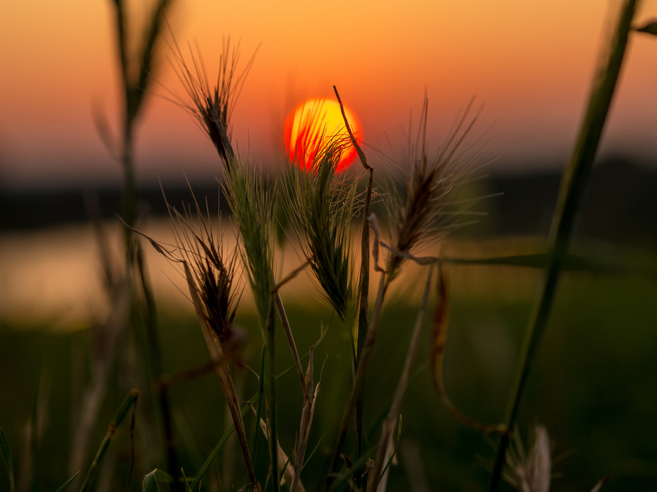 tulipnight:  Sundown by Sτεfαη on Flickr.
