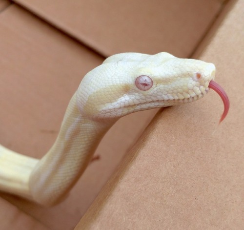almightyshadowchan:This girl is a lot of fun! Hush, 2016 Sharp Snow Boa imperator
