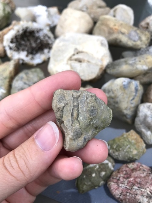 thatgeologistchick:Fossils from Indiana