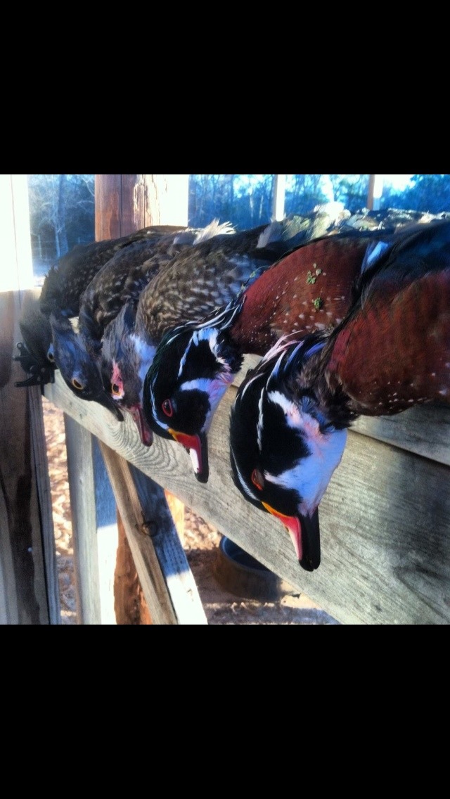 Gone Huntin!