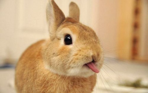 live-love-bingewatch: gimmethacookie: thisbadbunny: r-weezies: bunnyfood: @thisbadbunny GPOY 