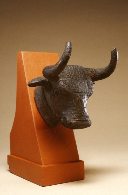 Bronze head of a bull, originally attached to a cauldron rim, from the Iron Age Armenian civilizatio