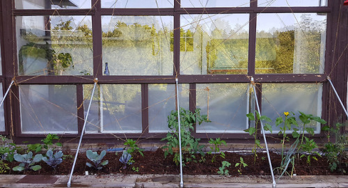 June 2018 - Deck bed ready for summer!V hung up the garden twine in his usual wild geometric shapes.