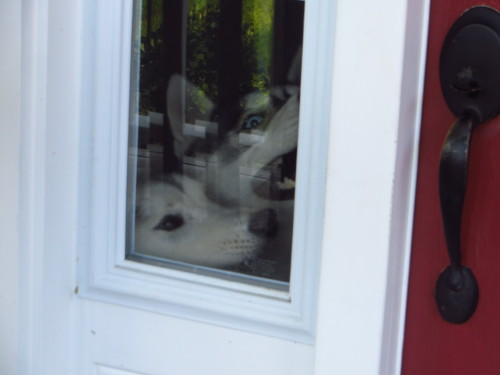 southernsnowdogs:  Fighting over who gets to look out of the window. Never mind that we have TWO windows in which they can both look out of.  