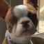 zoeypupperoni