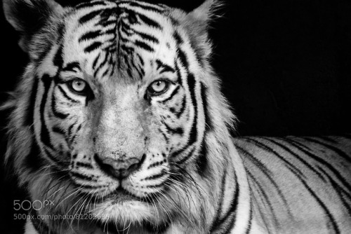 White Tiger by sudanthavictoria
