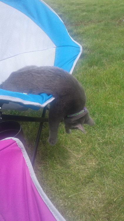 unflatteringcatselfies: This is Amilie and this was her first time sitting in the chair outside