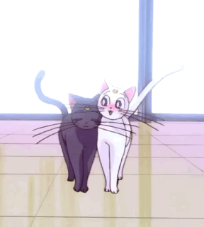 4b5d5400b54c5fd6778a44e56227ae1c6901a85b.gifv