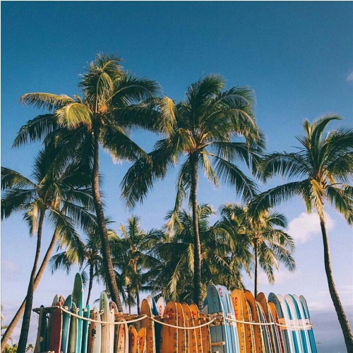 tropiqua-l:kiwi-tropicali: ✌ Blue skies, clear waters ✌ q’d active tropical blog and i follow back s