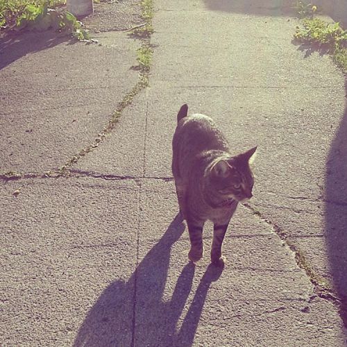 Emanúel and I went for a quick walk in the evening sun &lt;3 #almost9pm #icelandicsummer #cat #cats