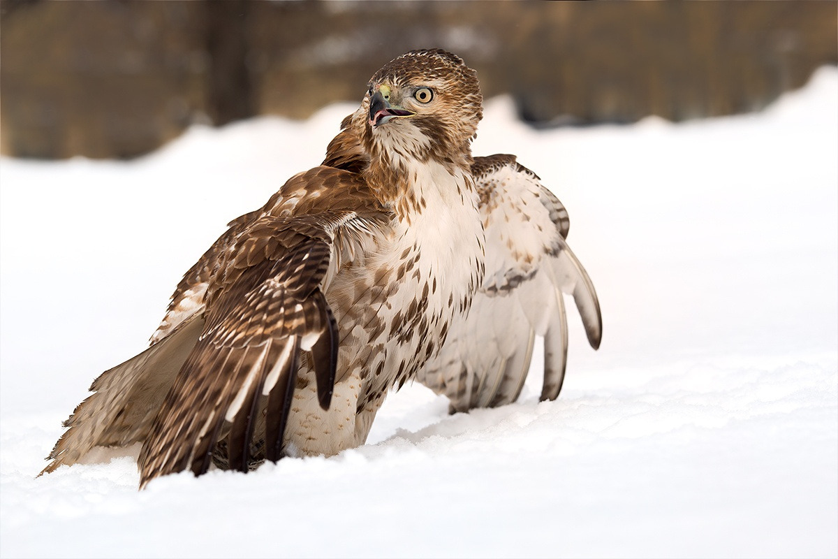 fairy-wren:  Red-Tailed Hawk 
