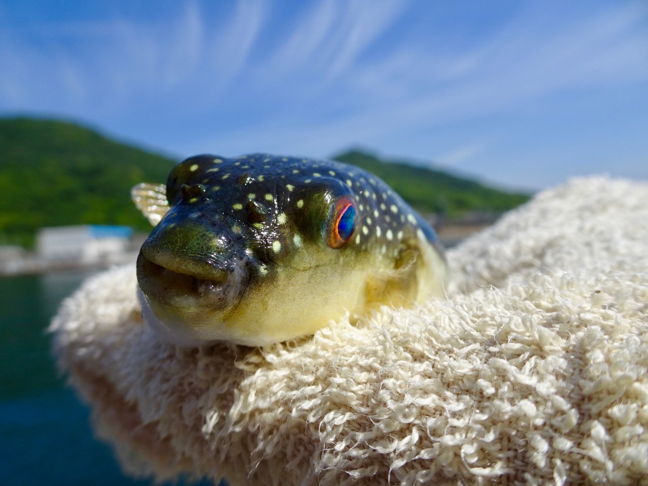 Gregorio Gleam 女木島で釣り Gregorio Gleam 女木島で釣り
