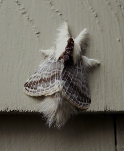 haleyhaze:  oliviatheelf:  fulingaround:  oliviatheelf:  This moth has her winter coat on already and she is looking fabulouuuuuuuuus!   No this is not okay please kill every one of these  You all better hold my earrings right now. How could you kill