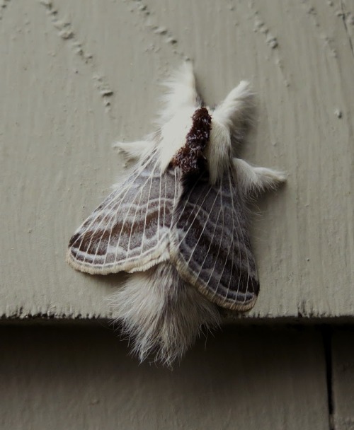 black-boxed:  oliviatheelf:  haleyhaze:  oliviatheelf:  fulingaround:  oliviatheelf:  This moth has her winter coat on already and she is looking fabulouuuuuuuuus!   No this is not okay please kill every one of these  You all better hold my earrings