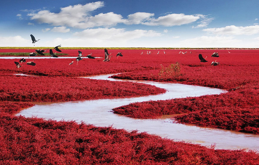 sixpenceee: Red Beach in Panjin, China Panjin Red Beach in China is not covered in