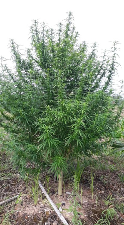 moldresistantstrains - …Meanwhile in ThailandBig plant