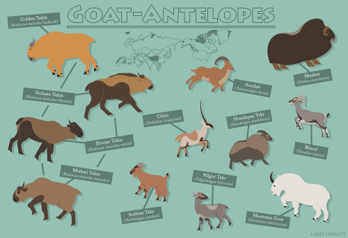 Bovidae (Antelopes, Cattle, and Goat-Antelopes)*not every single recognized species and subspecies i