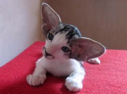 ru-debega:  Someday I will have racked up enough kitten foster karma to BUY a fancy, pedigreed oriental shorthair cat without guilt. Coat color doesn’t matter. I just want it to have a ludicrous nose and disproportionately enormous ears. 