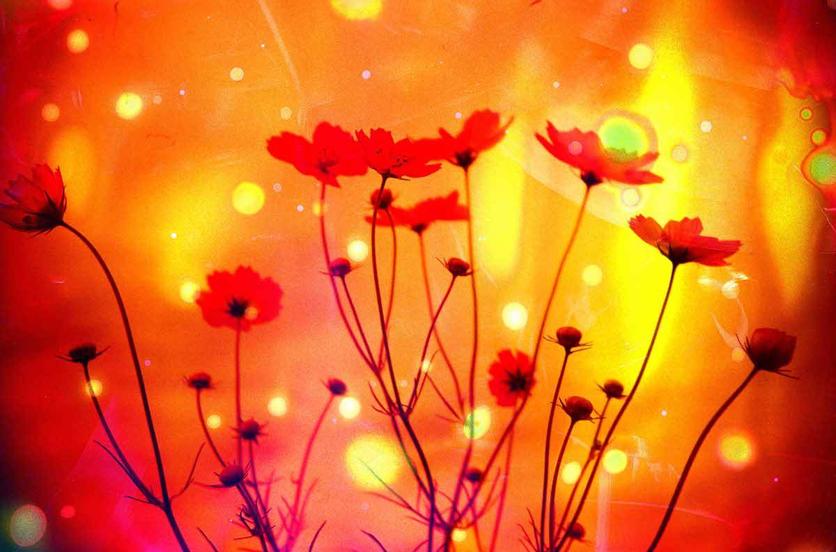 lomographicsociety:Let’s cook the film and create crazy results! See the full