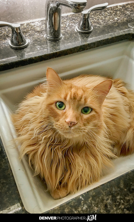 denverphotographerkim: Chester Chillin in the Sink