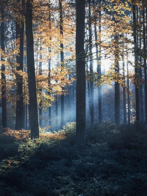 oneshotolive:  Misty vibes in a woodland in southern Germany [OC] [3600x4800] 📷: tegucigalpa1337 