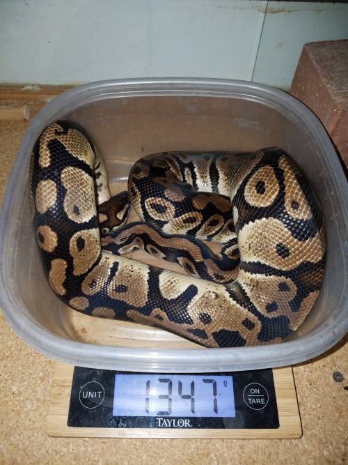 wheremyscalesslither:All the adult ball pythons on weight day. everyone is over 1k!EVEN HELIOS WHICH