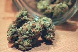 noheavenabove:  this is some beautiful kush.