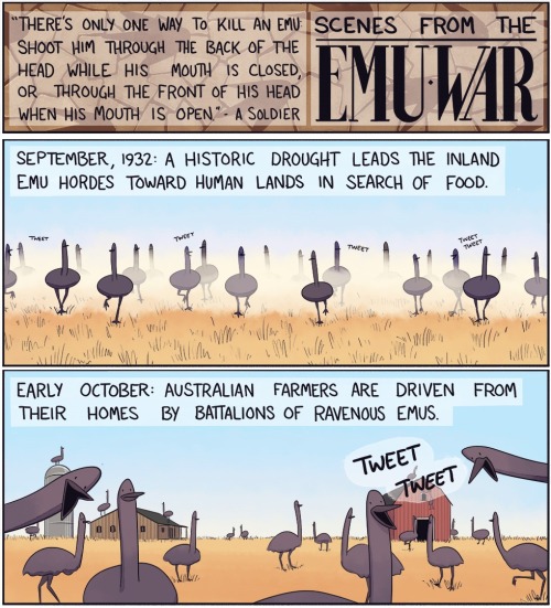 alv529: corvus-onca-sapien: dat-soldier: shadowmaat: enrique262: The disastrous Australian Emu War. 