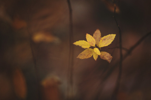 drxgonfly:    Autumn Awaits (by Tammy Schild) 