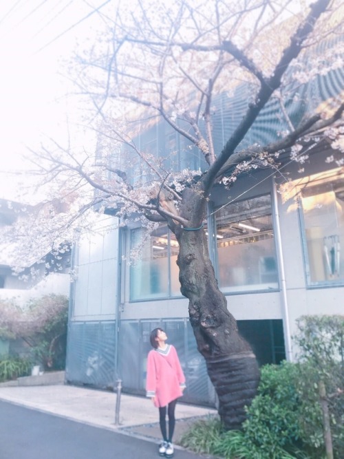hunter934:  Miyawaki Sakura under Sakura Tree