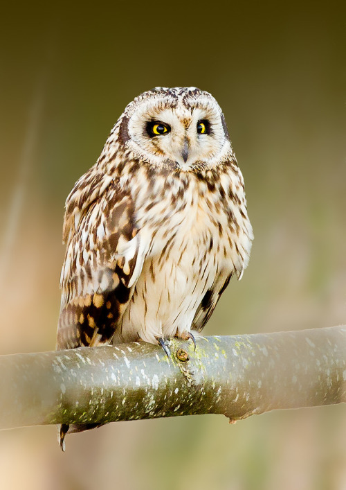 Short-eared Owl (Asio flammeus) &gt;&gt;by John Fielding