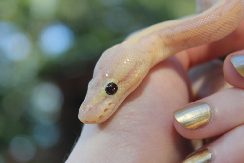 alltailnolegs:The other two newcomers! The boy is a super pastel pinstripe coral glow, and the girl 