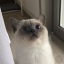 evimew
