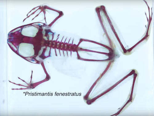 thebrainscoop:  Clearing and staining, or diaphonization, is a process used by vertebrate biologists when seeking to visualize a particular animal’s skeletal system. Some steps include submerging the specimen in containers of digestive enzymes to render