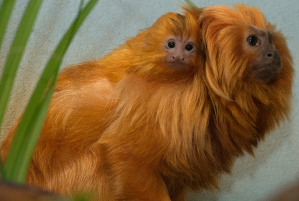 theweekmagazine:
“ Prospect Park Zoo welcomes endangered baby lion tamarin
Squee!
”